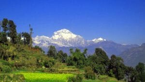 green mustard field with dhaulagiri mountain on the back from baglung