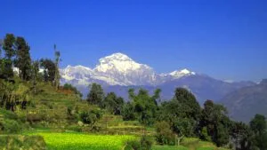 green mustard field with dhaulagiri mountain on the back from baglung